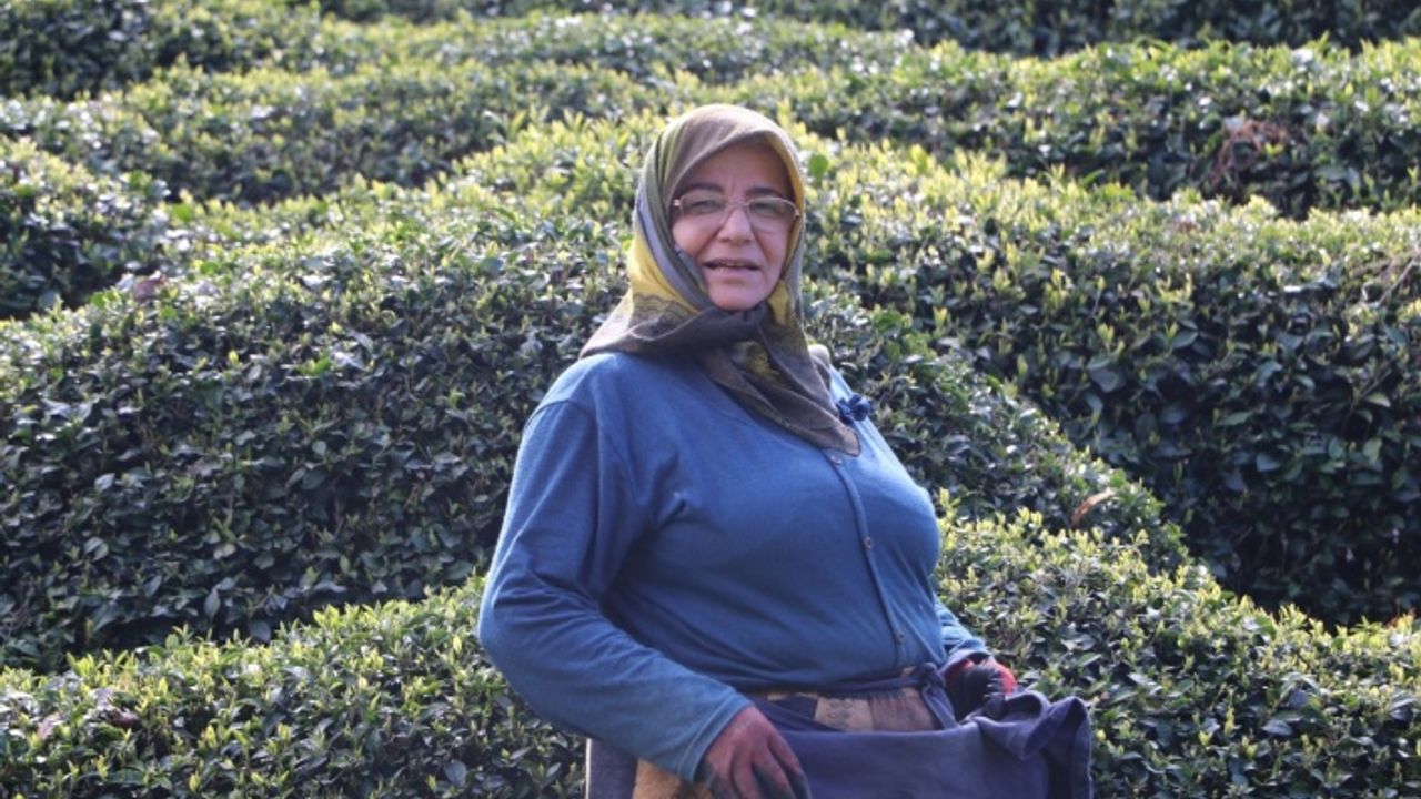 Rize’de yaklaşan yaş çay sezonu öncesi çay bahçelerinde hazırlıklar başladı