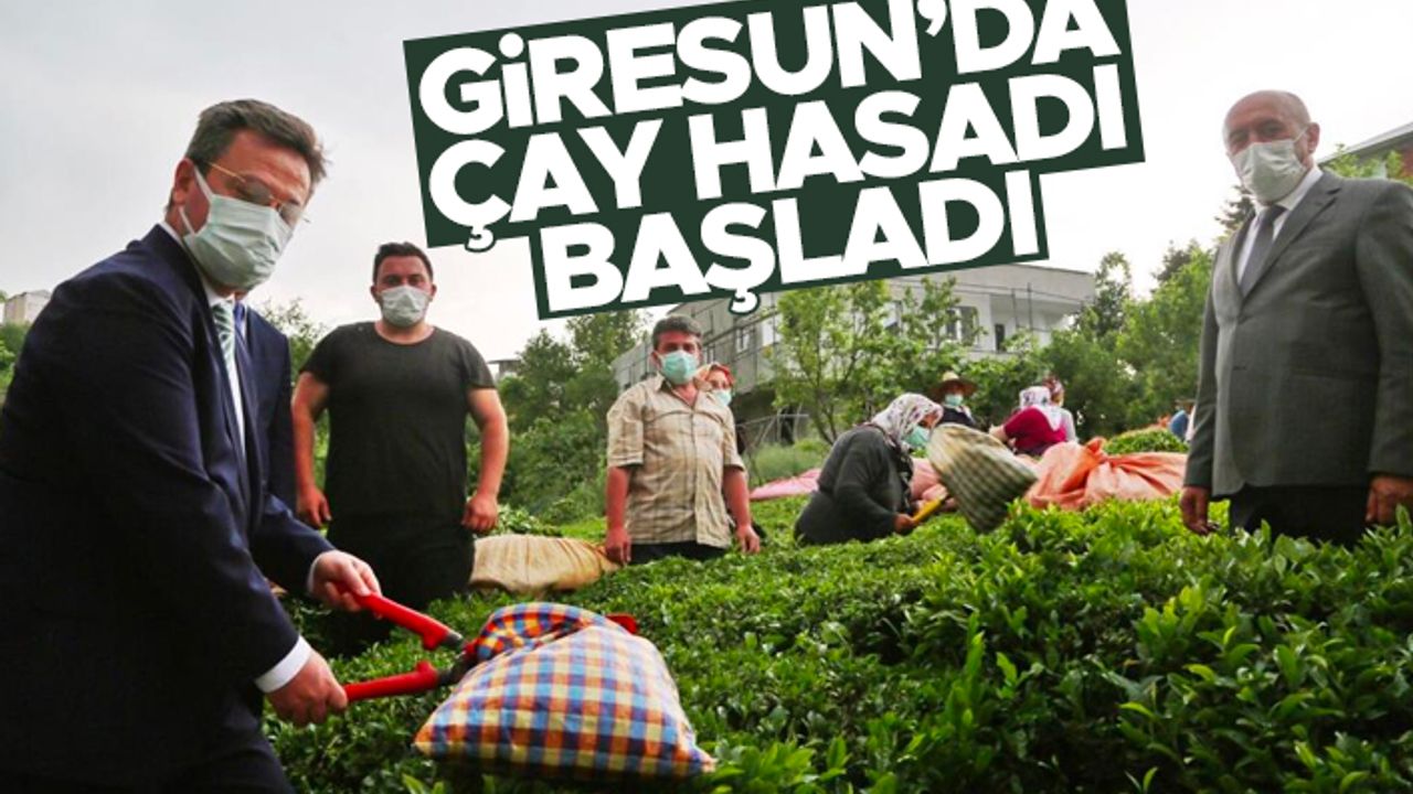 Fındığın başkenti Giresun'da çay hasadı başladı