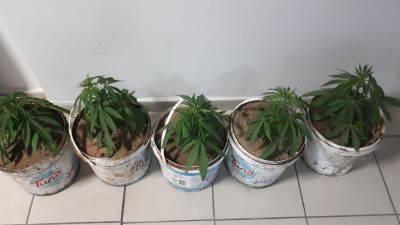 Kavga eden 7 kişiden 5 saksı esrar yakalandı