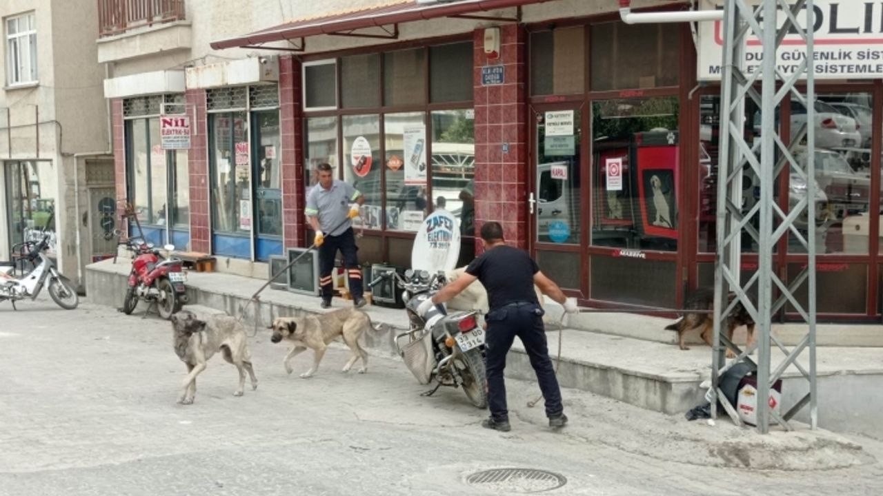 Mut’ta sokak köpekleri toplatılıyor