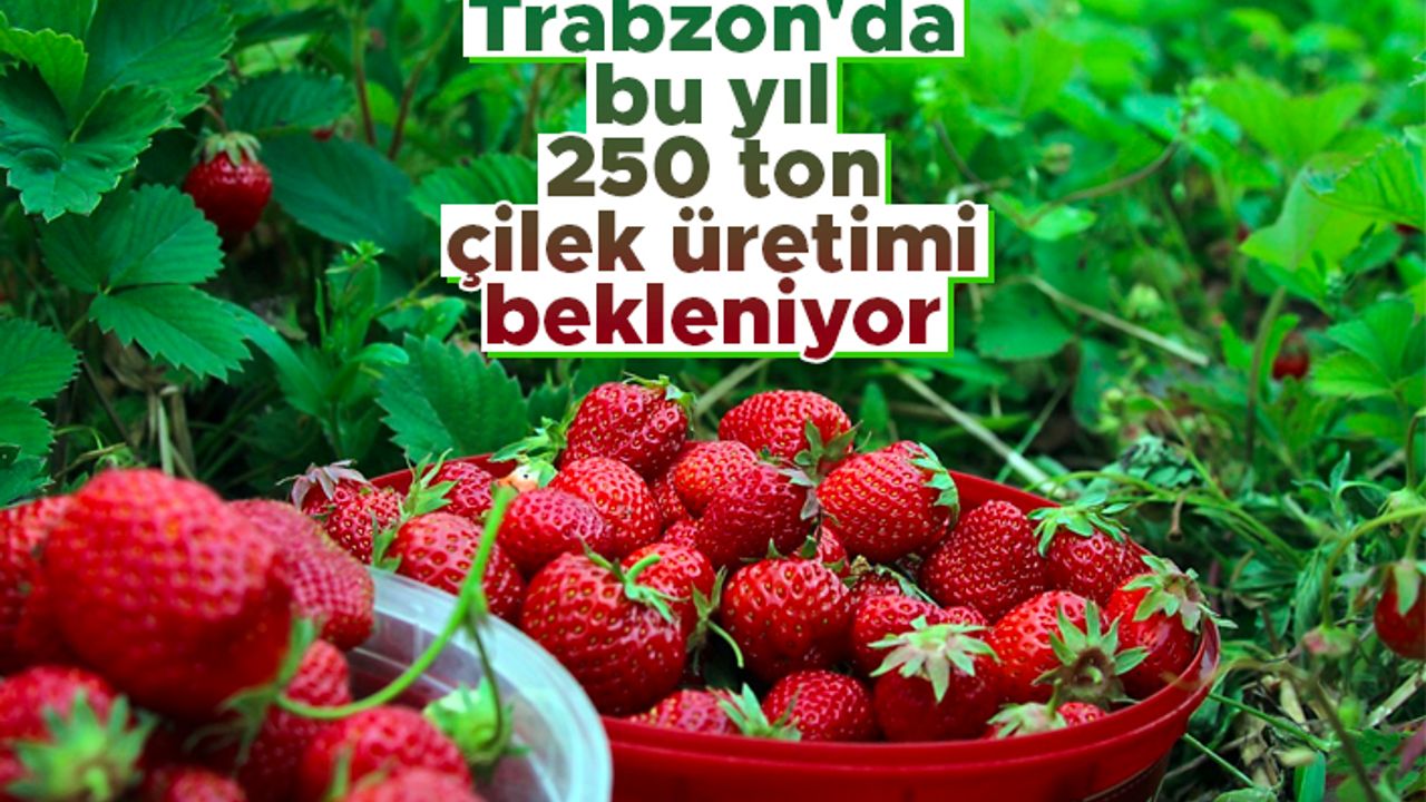Trabzon’da bu yıl çilek üretimi 250 ton civarında olması bekleniyor