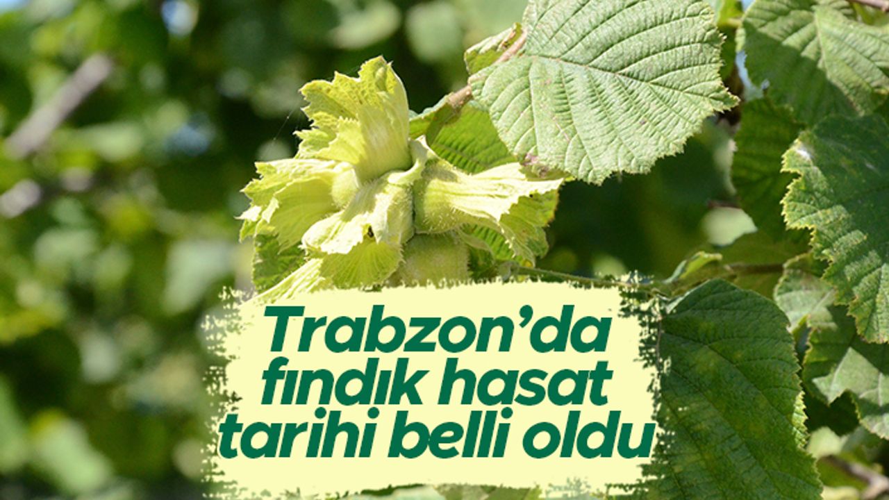 Trabzon'da fındık hasat tarihi belli oldu