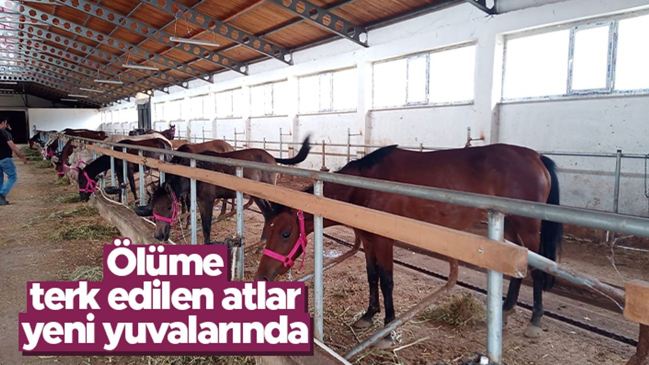 Artvin'de ölüme terk edilen atlar yeni yuvalarında