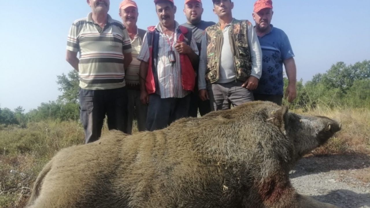 Tarlalarına giren 400 kiloluk domuzu vurdular