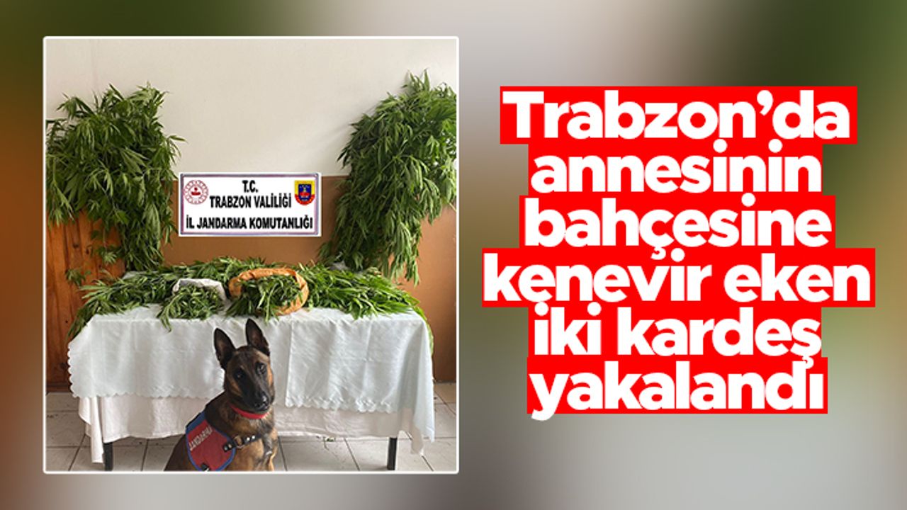 Trabzon'da annesinin bahçesine kenevir eken iki kardeş yakalandı