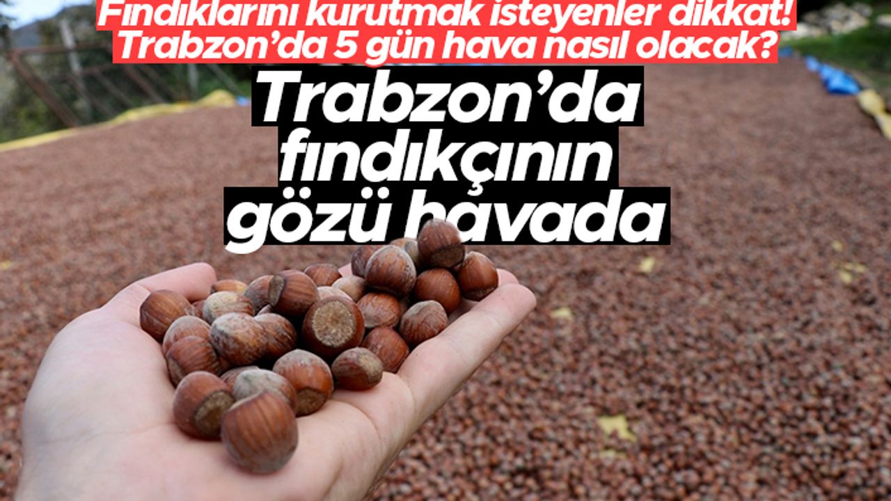 Trabzon'da fındıkçının gözü havada