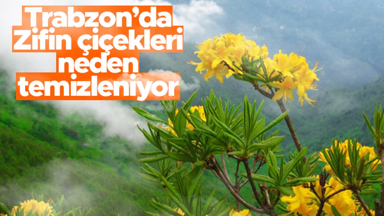 Trabzon'da 'Zifin Çiçekleri' neden temizleniyor?