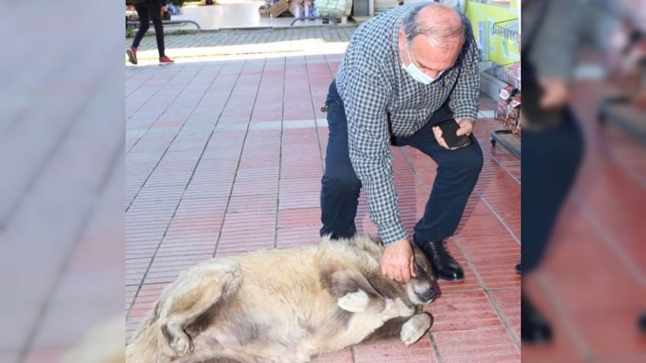 Boynuna ip takılarak sokak köpeklerini toplayan belediye personeline ceza kesildi