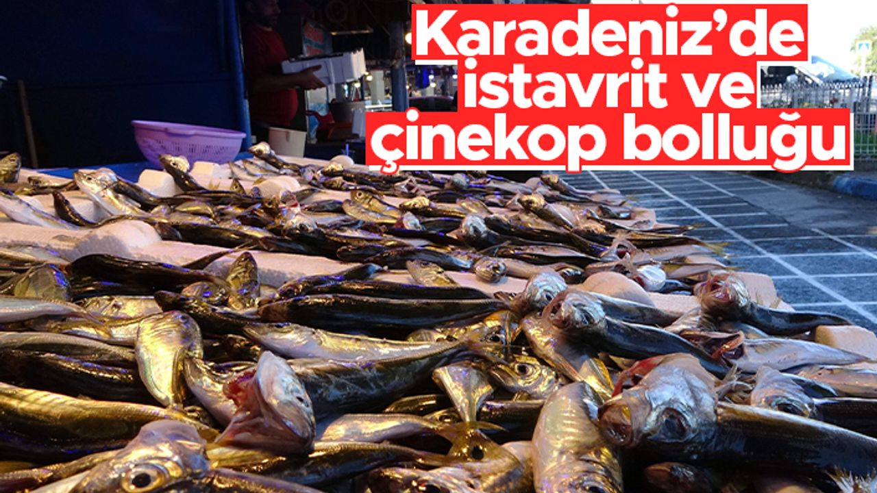 Karadeniz’de istavrit ve çinekop bolluğu - 26.09.2021 balık fiyatları