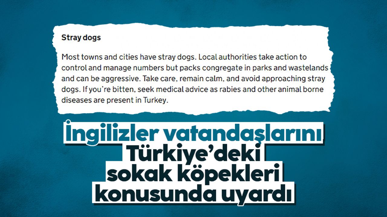 İngiltere, Türkiye'deki başıboş köpekler için uyarı yayınladı