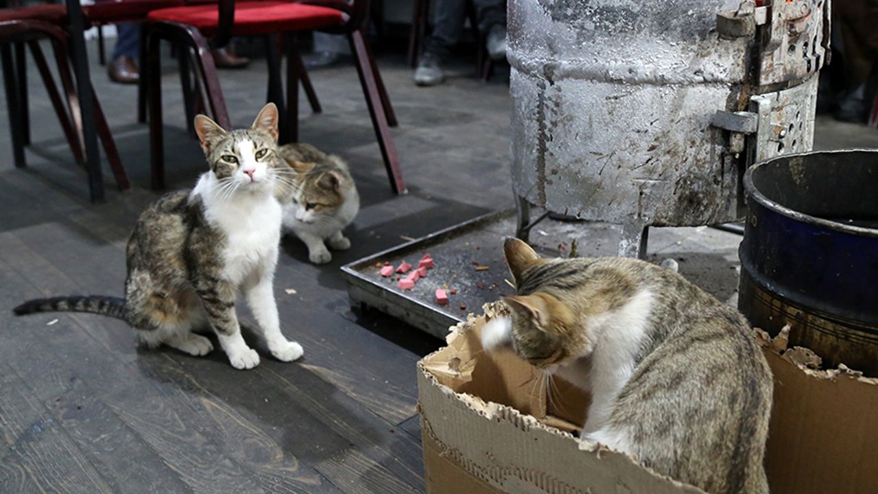 Gümüşhane'de çay ocağını yuva belleyen kediler müşterilerin maskotu oldu