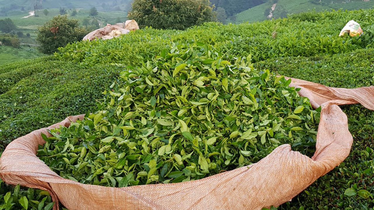 Özel sektör Çaykur'un üzerinde fiyatla çay alıyor