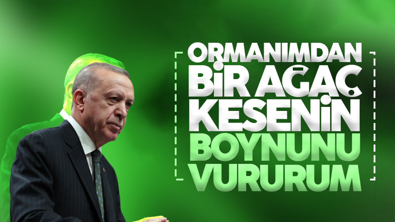 Cumhurbaşkanı Erdoğan: Ormanımdan bir ağaç kesenin boynunu vururum