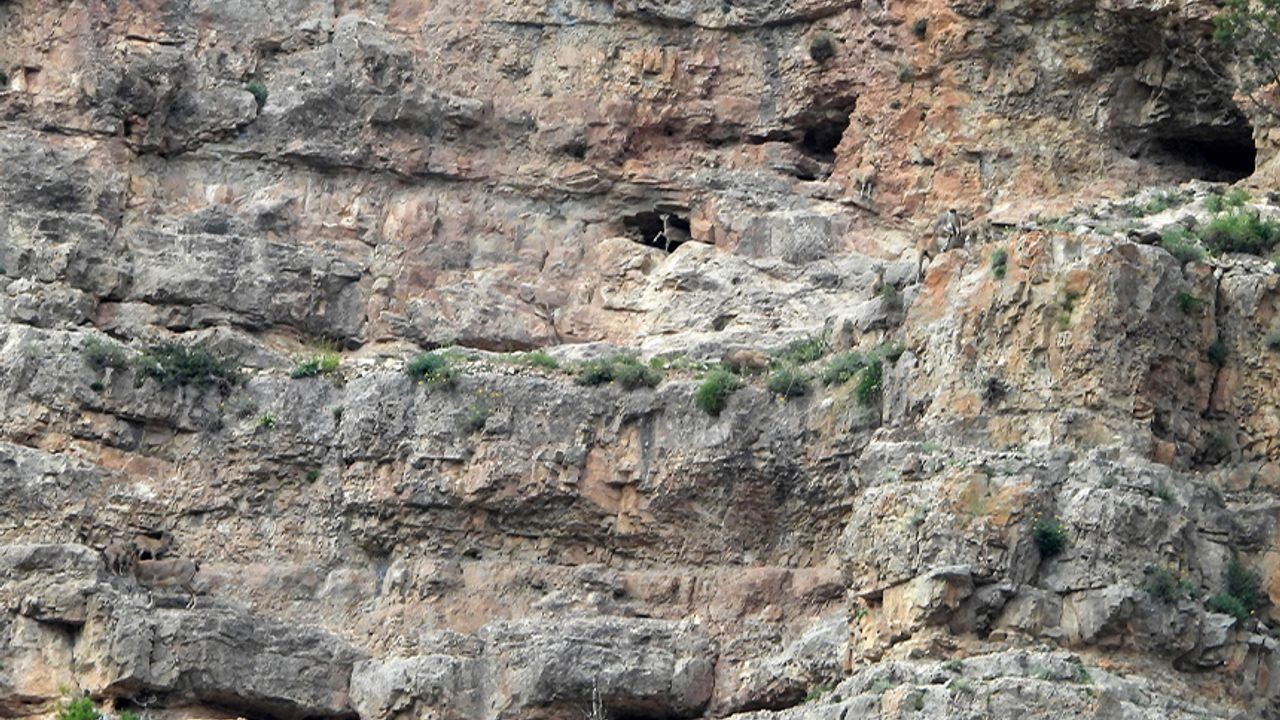 Gümüşhane'de yavru dağ keçilerinin sarp kayalıklardaki tehlikeli oyunları kameralara yansıdı