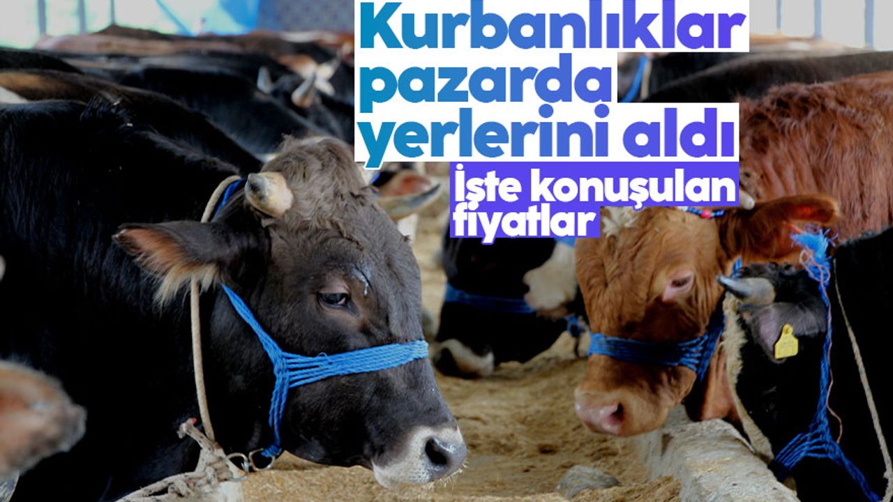 Trabzon'da yeni kurulan kurbanlık pazarlarında kurbanlık hayvanlar yerlerini almaya başladı
