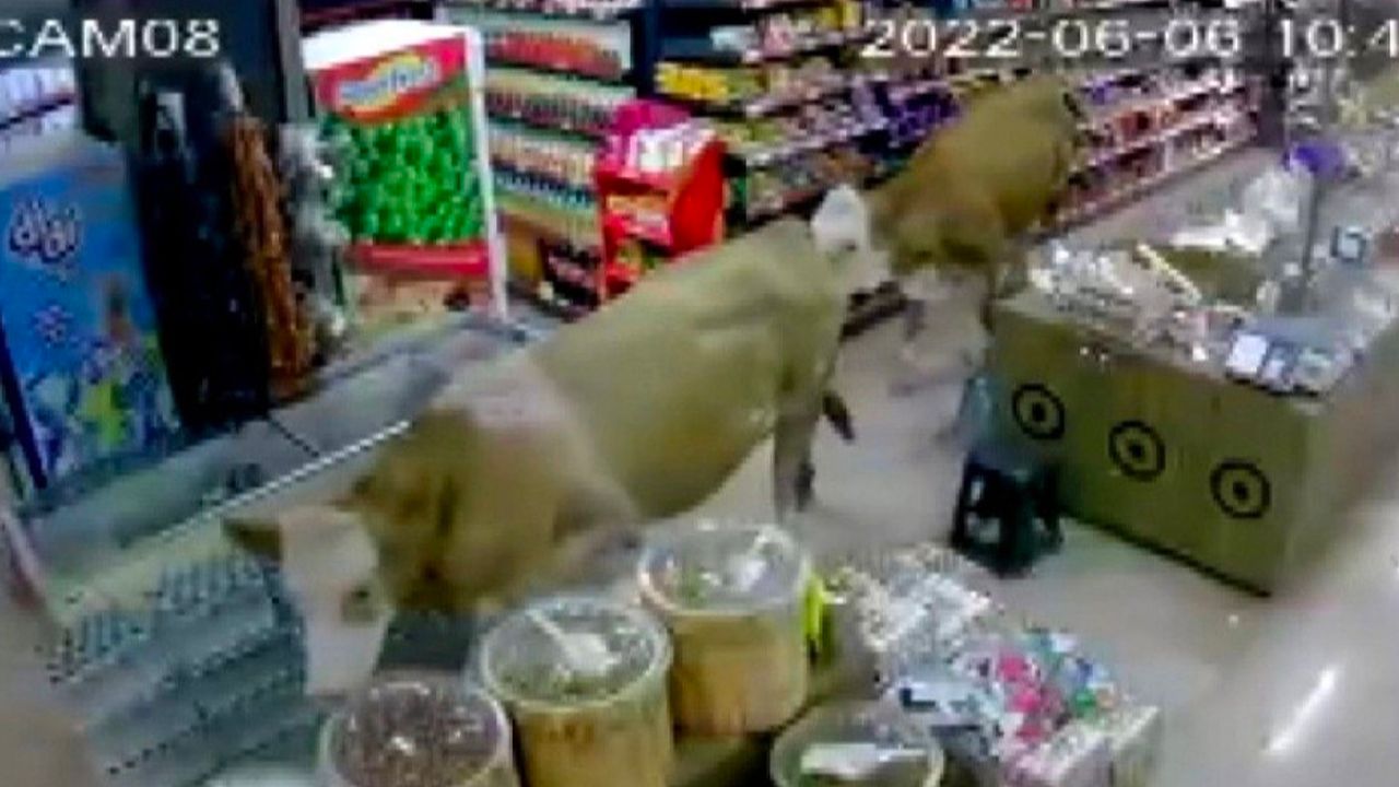 Bayburt'ta kaçan kurbanlık inekler, markete girdi
