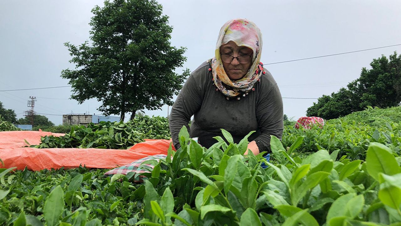Üreticiler 2. sürgün çay alımları için bahçede