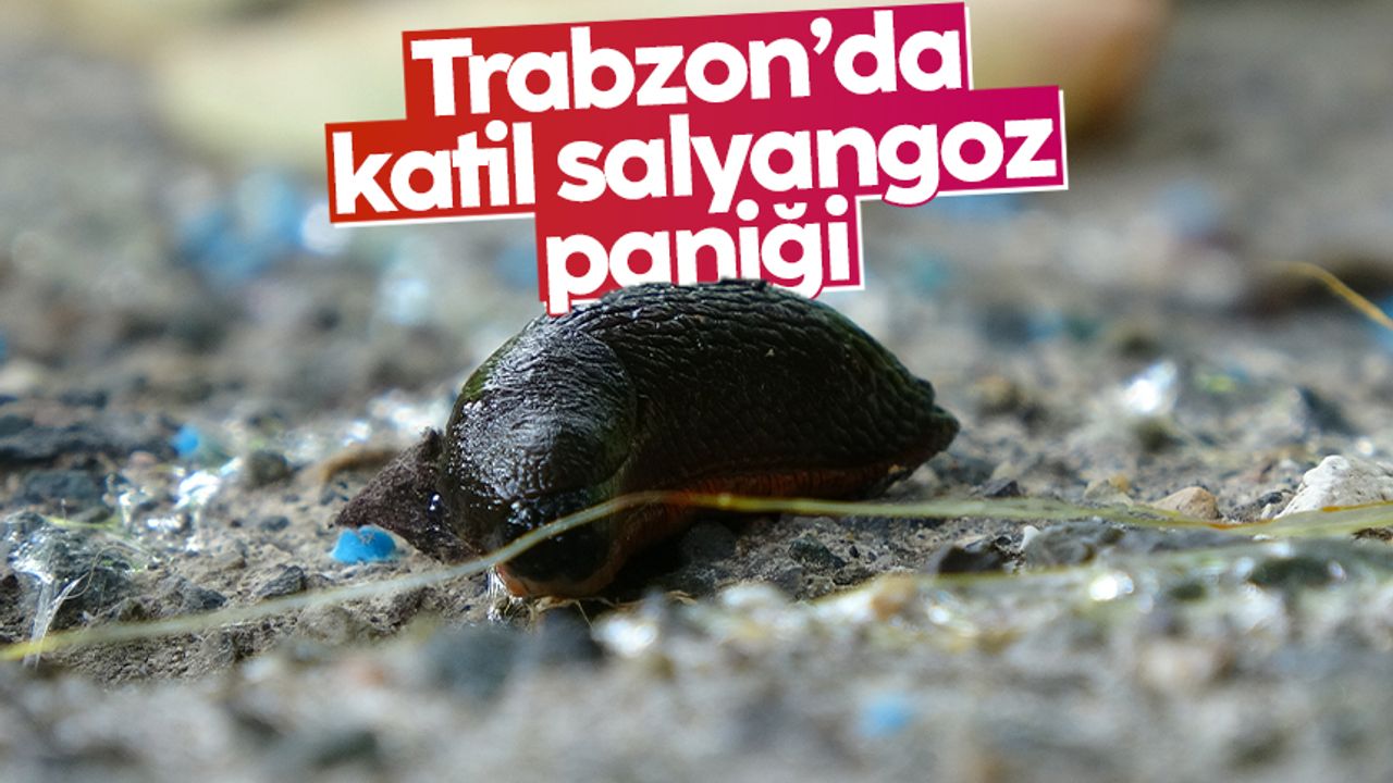 Trabzon’da "Katil salyangoz" paniği