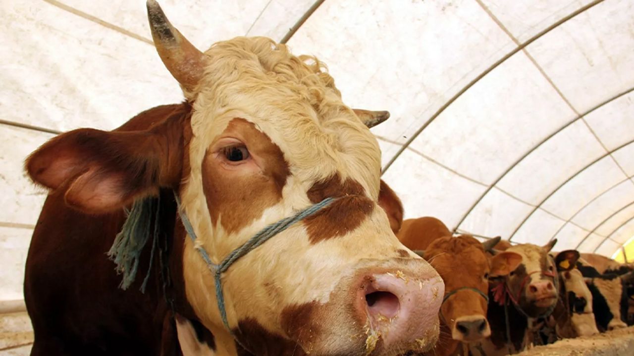 Et ve Süt Kurumu, üreticilerin kurbanlıklarını satın alacak
