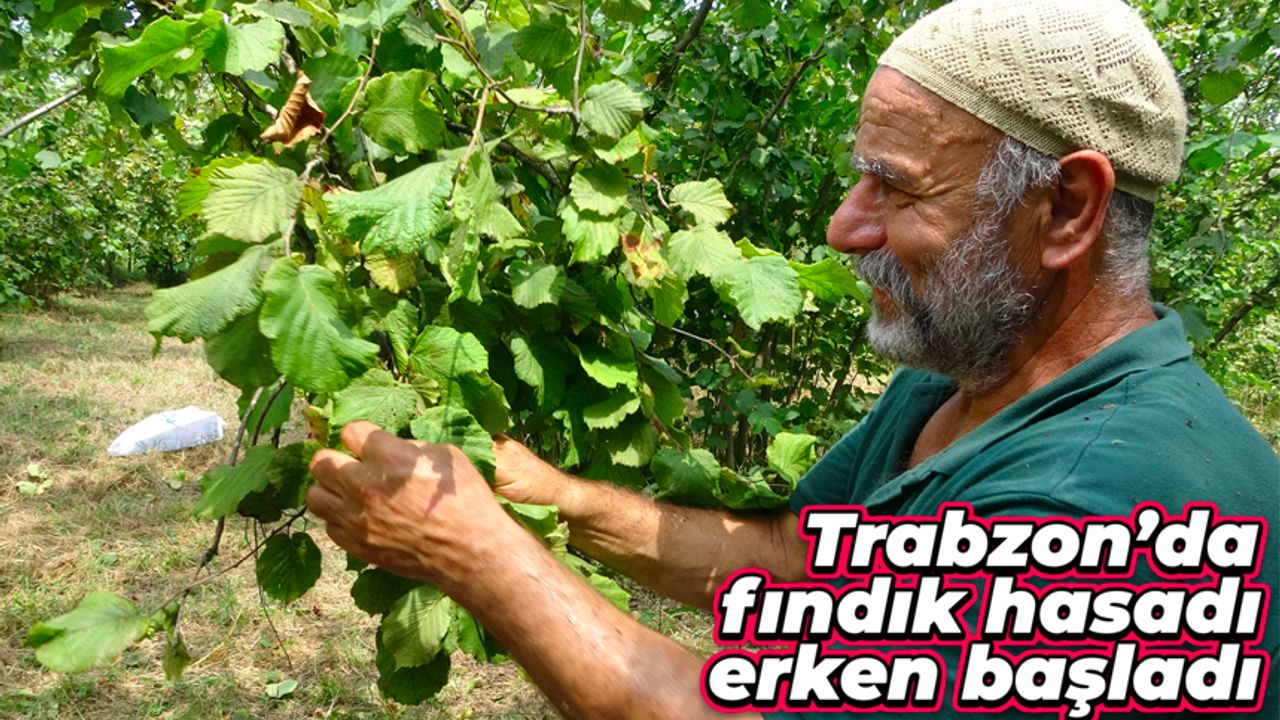 Trabzon’da erken fındık hasadı