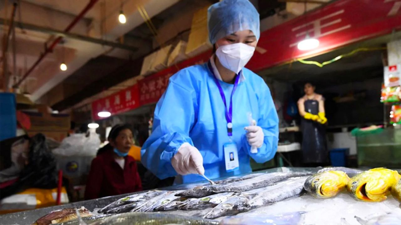 Çin'de balıklara korona testi yapılacak