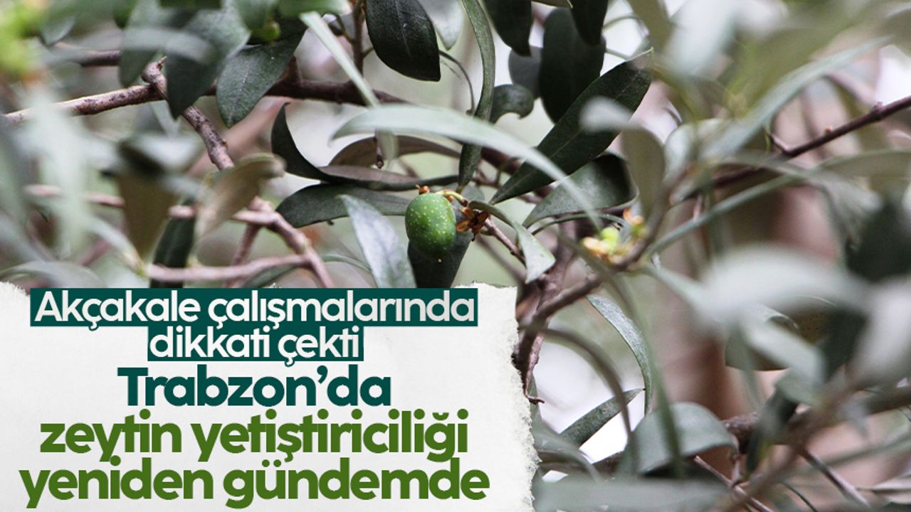 Akçakale'deki çalışmalar Trabzon'da zeytin yetiştiriciliğini yeniden gündeme getirdi