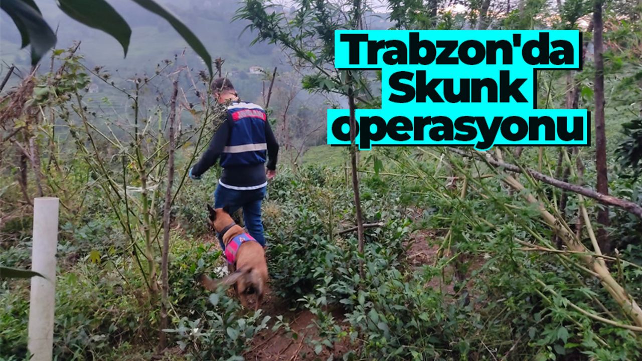 Trabzon'da Jandarmadan ‘Skunk’ operasyonu