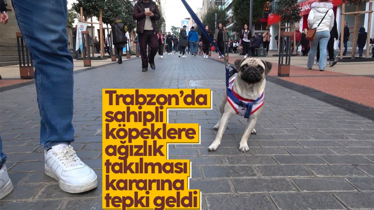 Trabzon'da sahipli köpeklere ağızlık takılması kararına tepki
