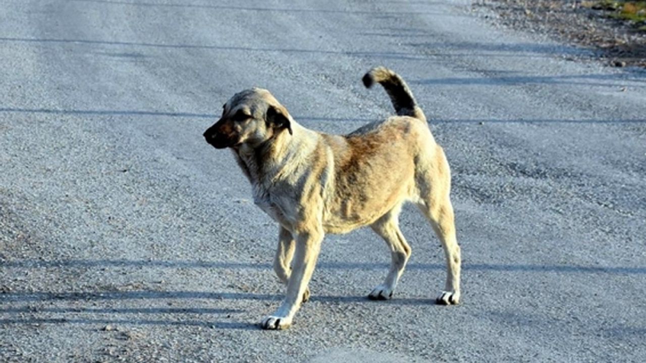 Bakanlıktan sokak köpeklerini kısırlaştırmak için 3 milyar liralık bütçe