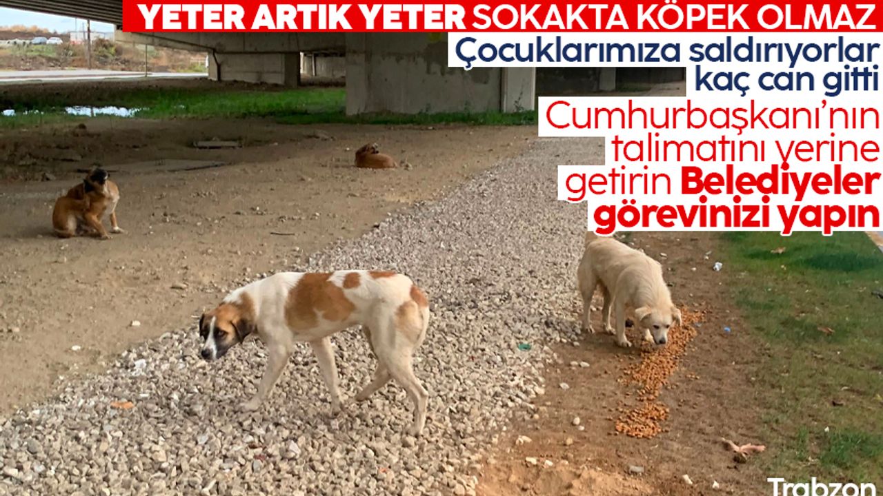 Trabzon'da başıboş köpek tedirginliği