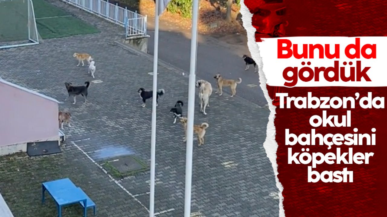 Trabzon'da köpekler okul bahçesini bastı