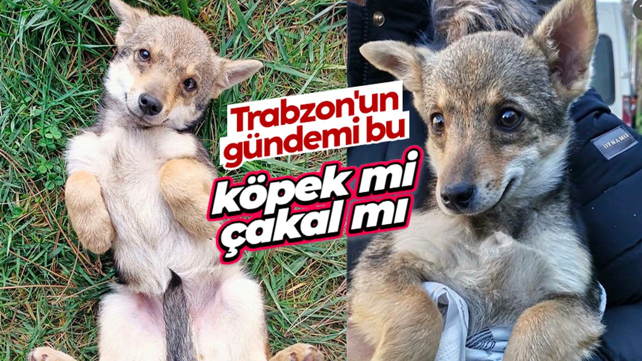 Trabzon'da sokak hayvanı için 'köpek-çakal' tartışmasında DNA talebi