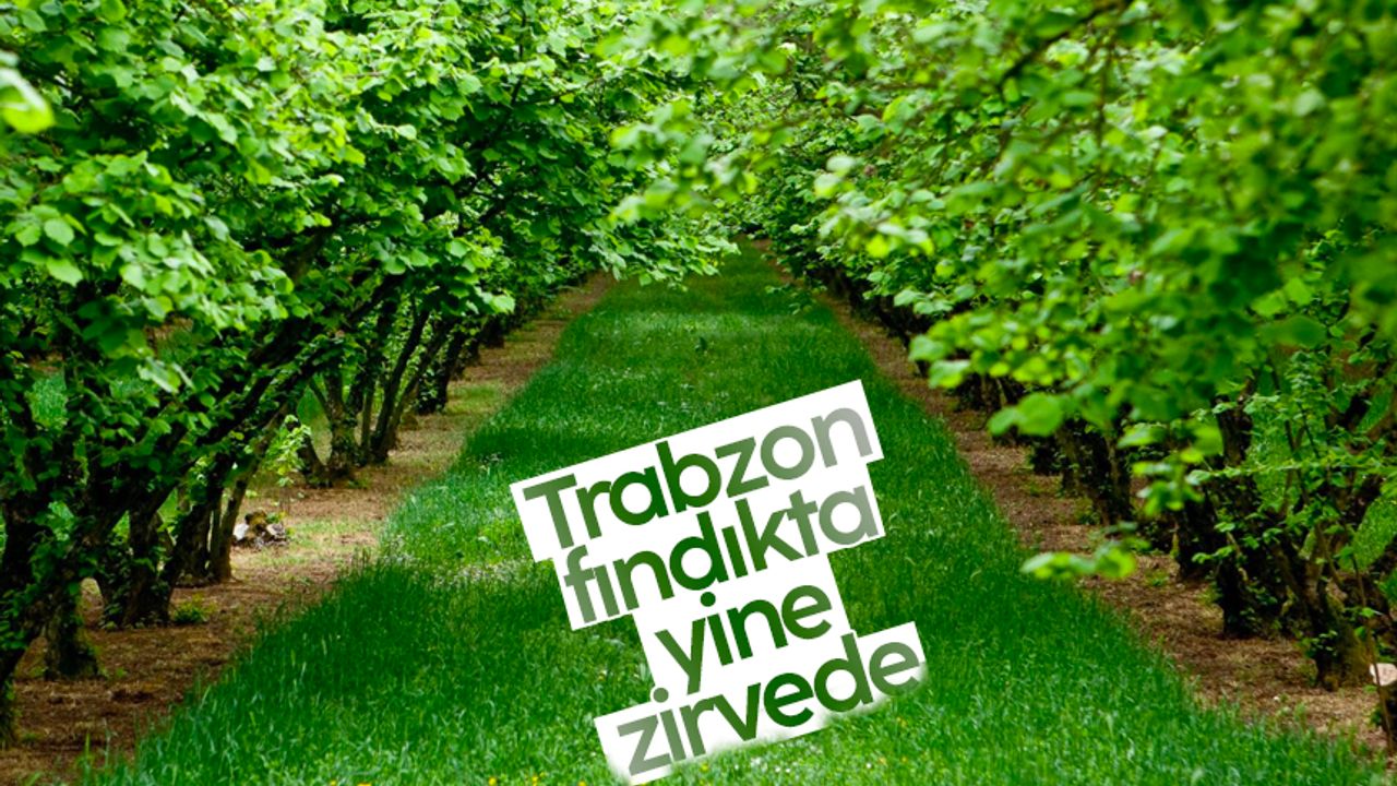 Trabzon yine zirvede! Fındık ihracatında ilk 20 firma açıklandı