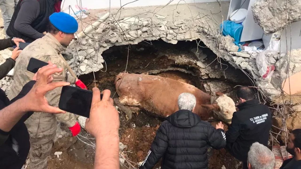 Adıyaman'da enkazdan 15 gün sonra inek çıkarıldı