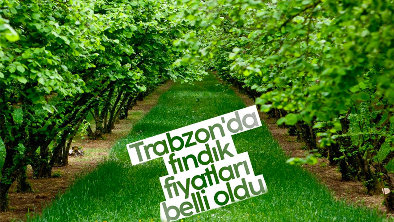 Trabzon'da fındık fiyatları belli oldu