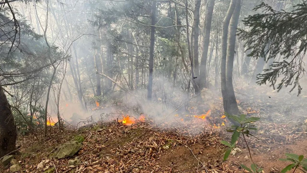 Trabzon'un Yomra ilçesinde ormanlık alanda örtü yangını