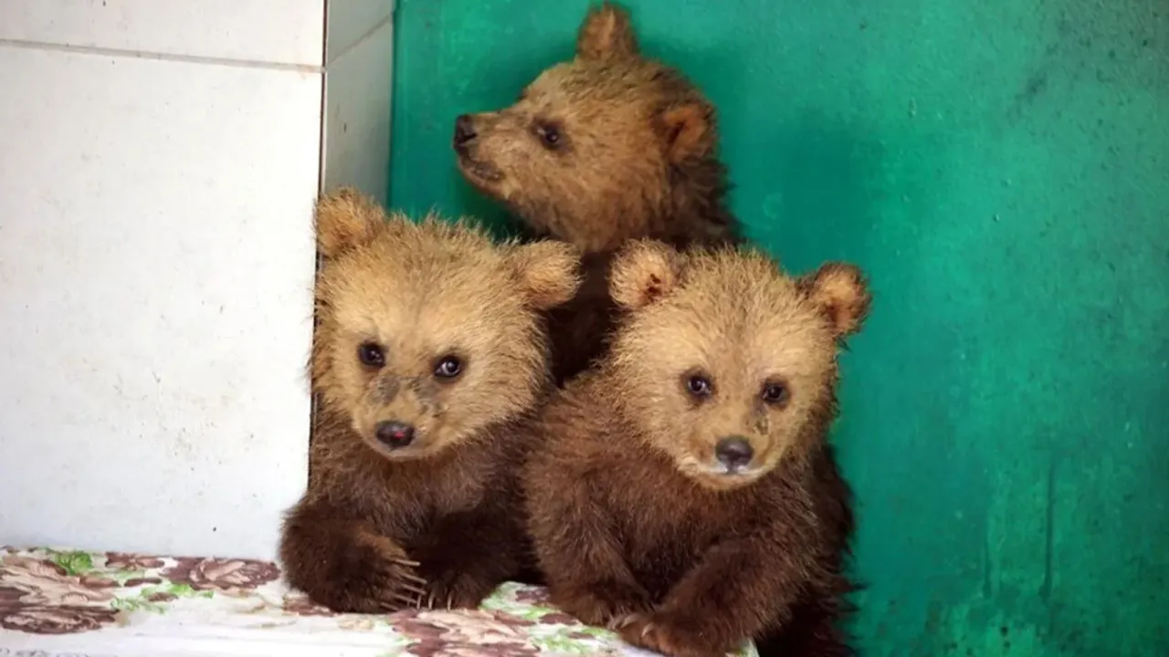 Giresun'da bulunan yavru ayılar koruma altında