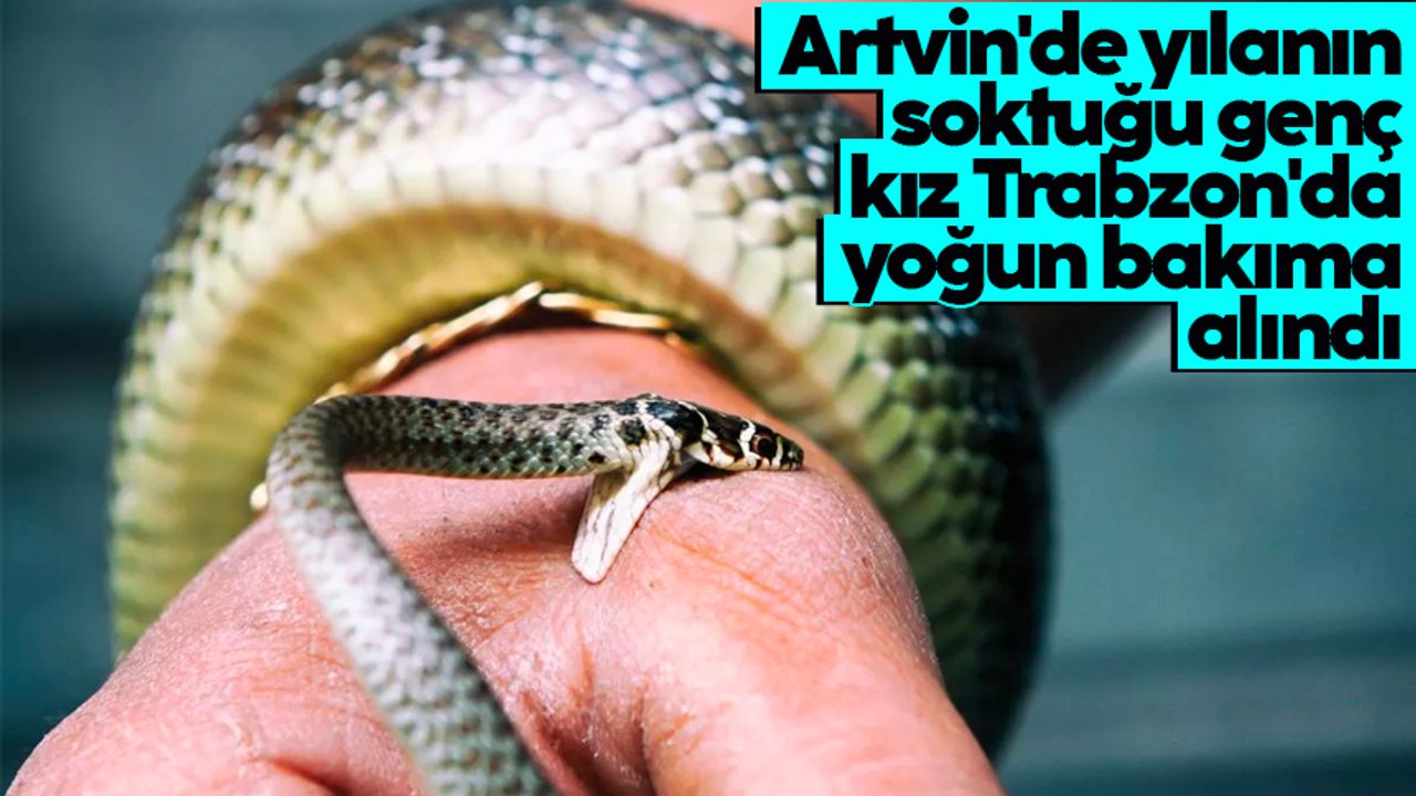 Artvin'de yılanın soktuğu genç kız Trabzon'da yoğun bakıma alındı