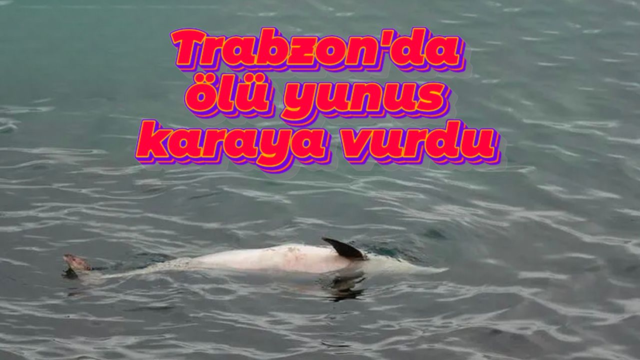 Trabzon'da ölü yunus karaya vurdu