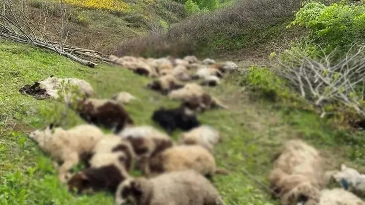 Ordu'da ayı saldırısı: 76 koyun telef oldu