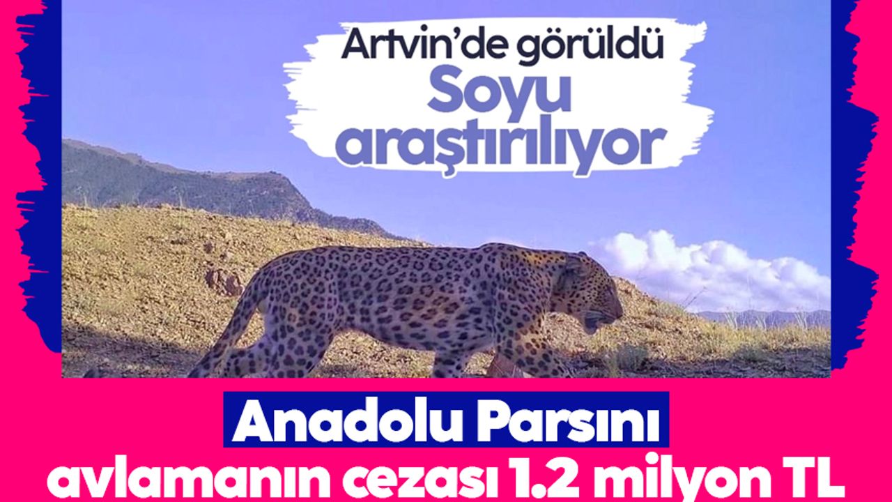 Anadolu Parsı avlamanın cezası 1,2 milyon TL