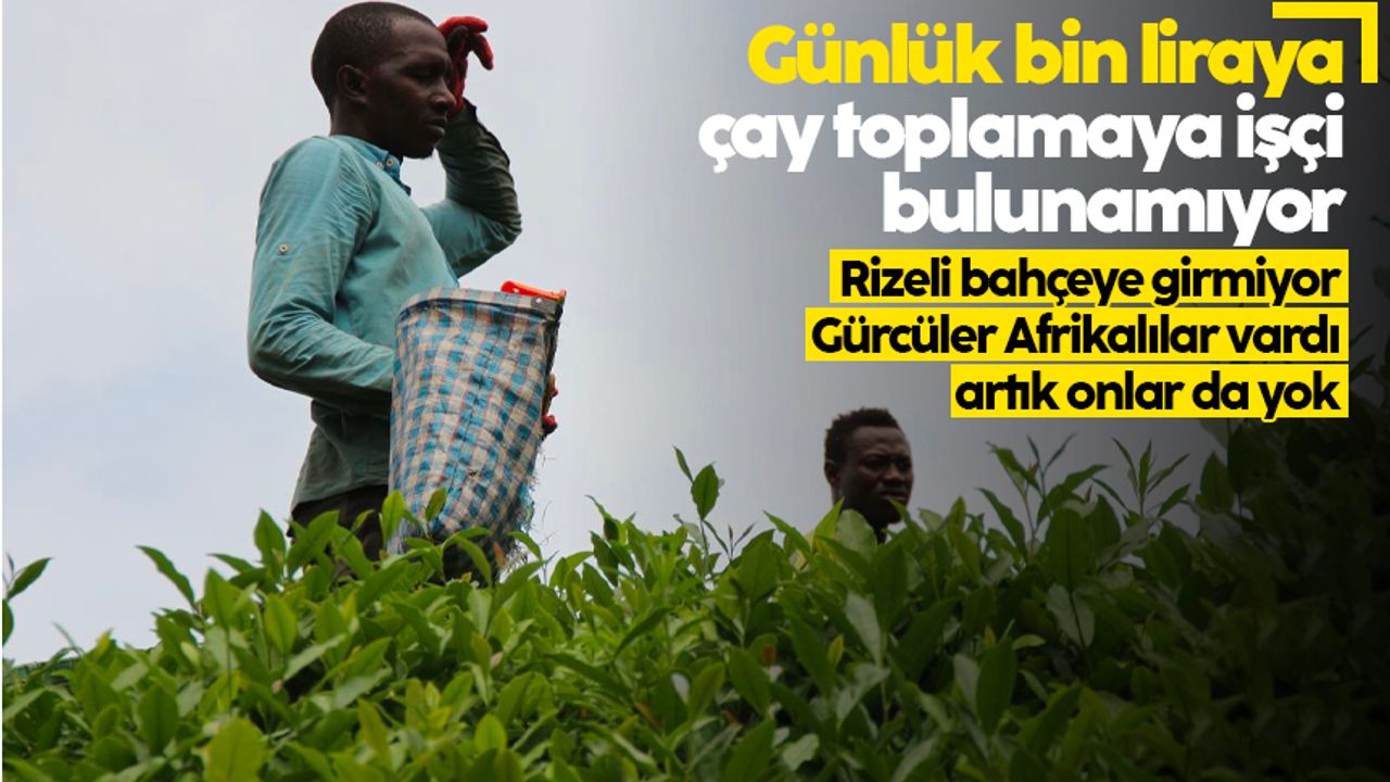 Çay hasadında işçi sorunu: Gençler bahçeye inmiyor