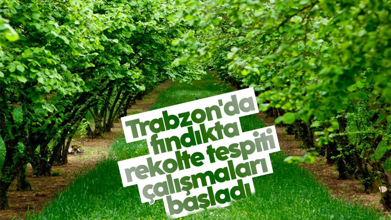 Trabzon'da fındıkta rekolte tespiti çalışmaları başladı