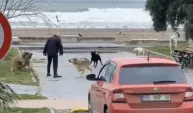 Samsun'da sokak köpekleri sahili mesken tuttu: Denizi izleyen vatandaşı kovaladılar