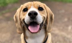 Köpekler, sahiplerinin başka köpekleri sevdiğini hayal edip kıskanıyor