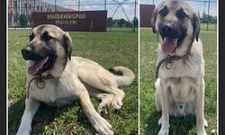 Eskişehirspor köpeğini kaybetti