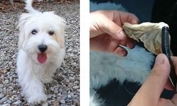 Köpeğin yuttuğu çorap endoskopiyle çıkartıldı