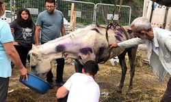 Hopa'da bir tır dorsesinde ölüme terk edilen atlar için gönüllüler seferber oldu