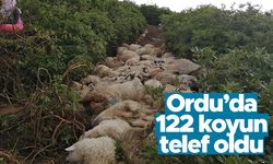 Ordu'nun Kabataş Yaylası'nda 122 koyun telef oldu