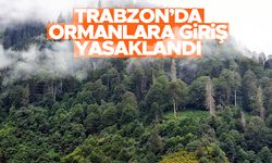 Trabzon'da kritik uyarı - Ormanlara giriş yasaklandı